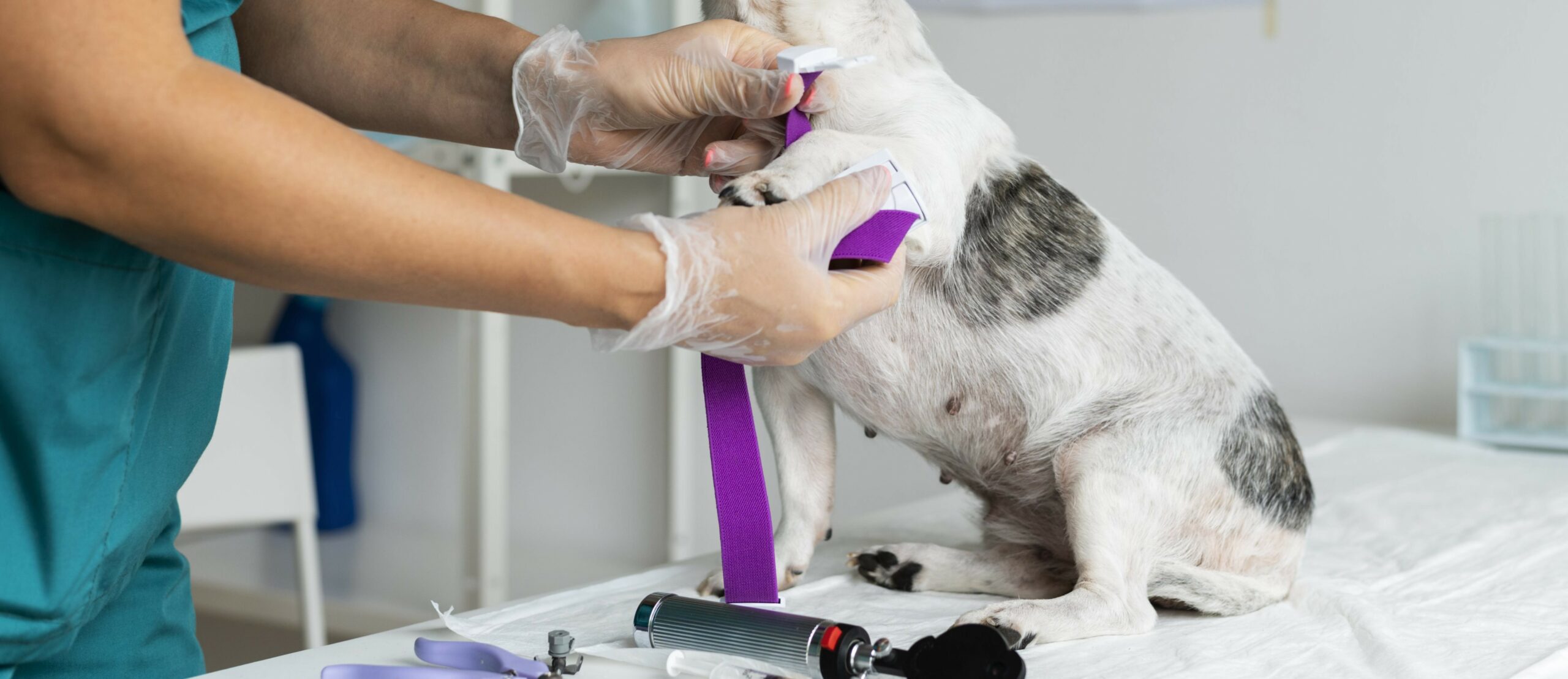 O manejo responsável de resíduos em clínicas e hospitais veterinários