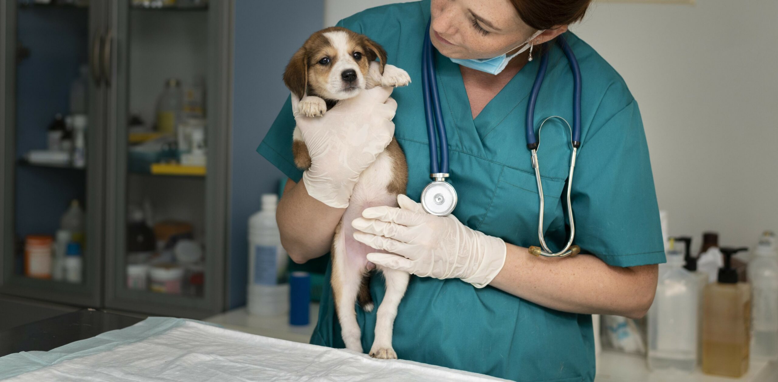 Arquitetura para clínicas veterinárias: Priorizando o bem-estar animal e a experiência do cliente